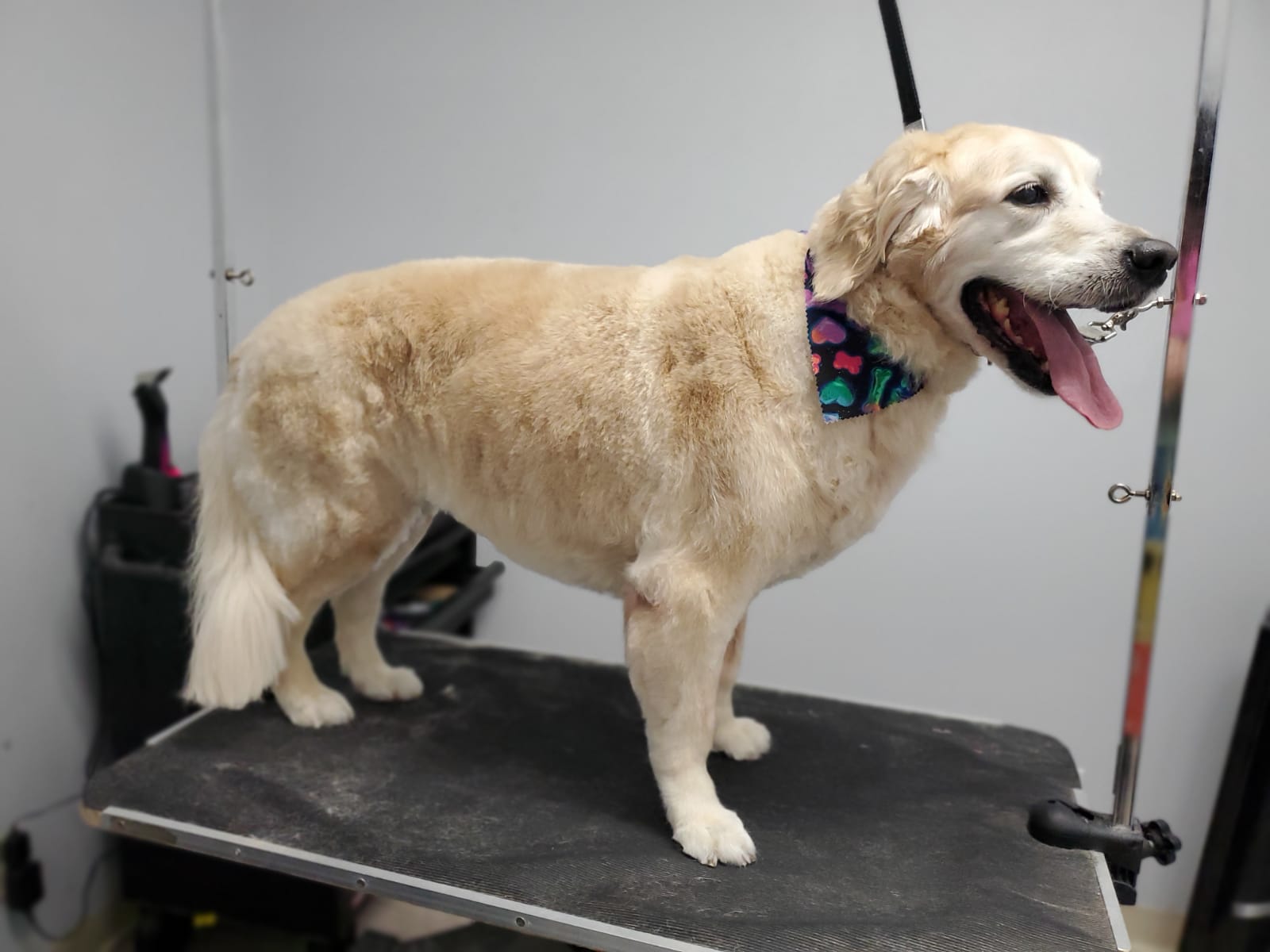 The same dog after a Tranquil Tail Grooming® sPAW Day