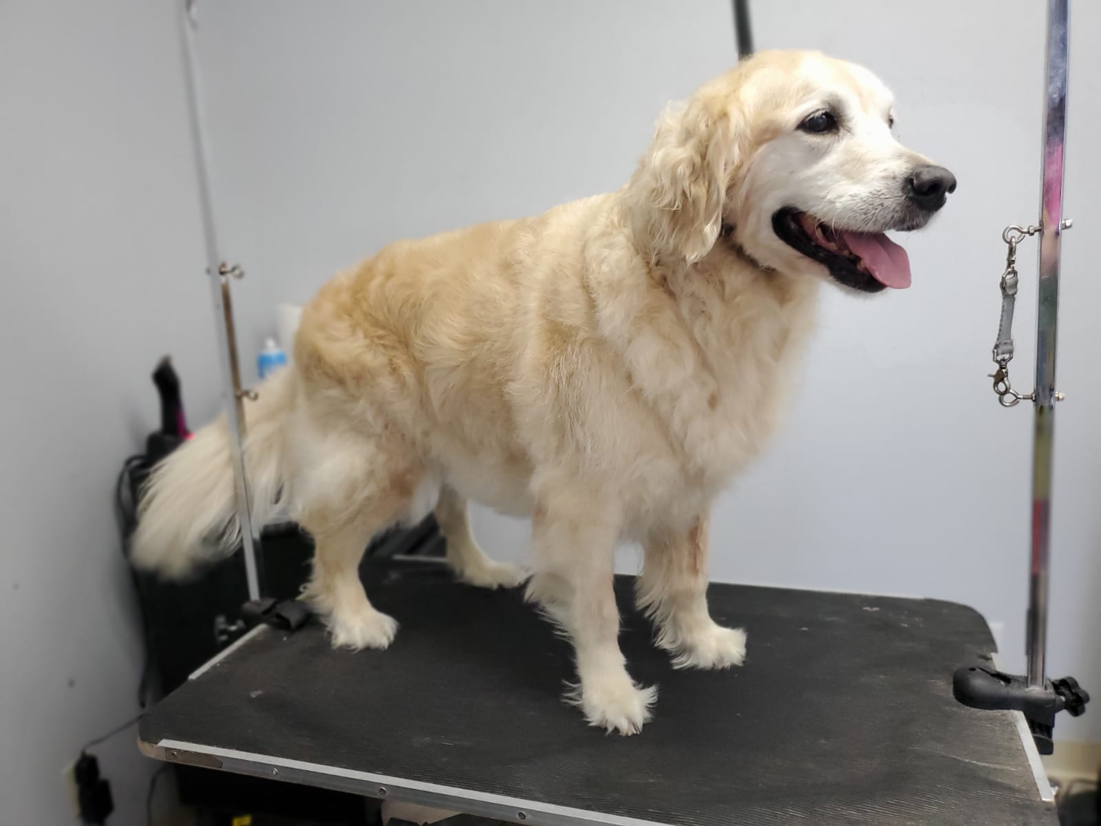 A dog before grooming
