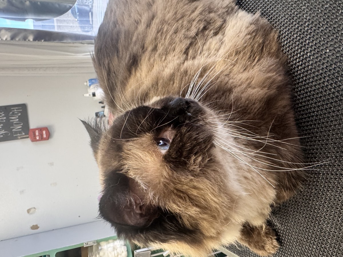 Cat groom at Bark & Purr