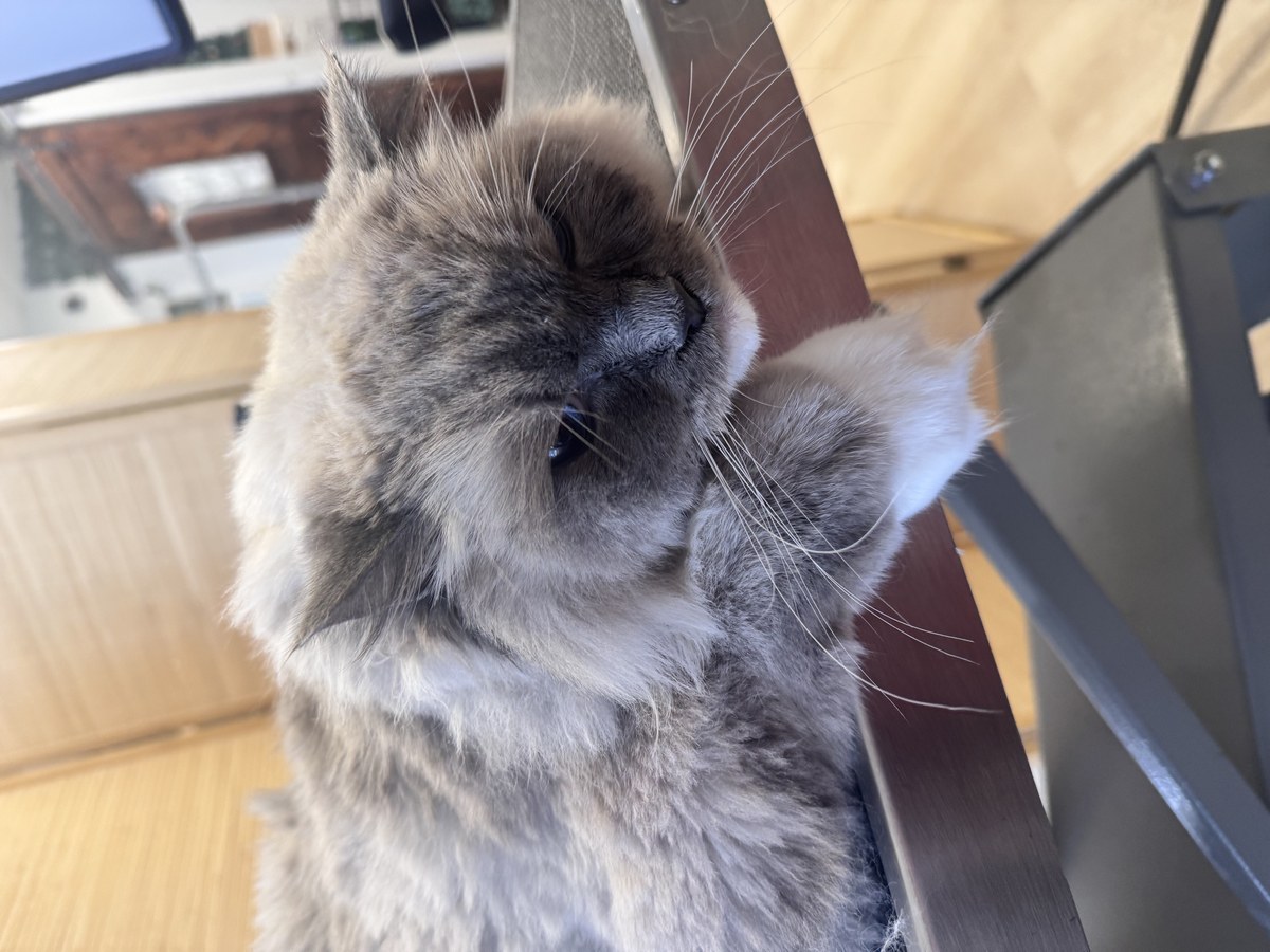 Cat groom at Bark & Purr