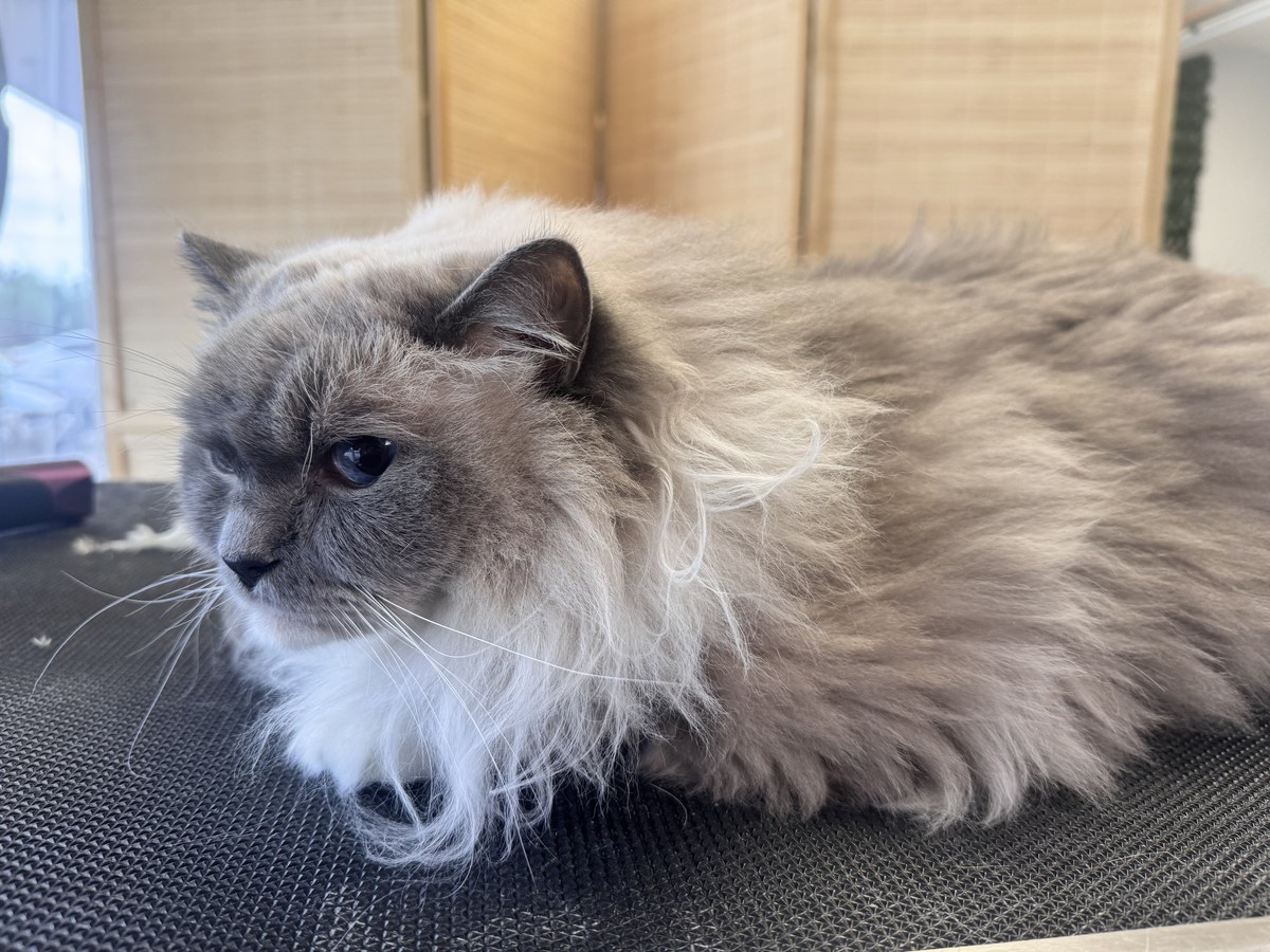 Cat groom at Bark & Purr
