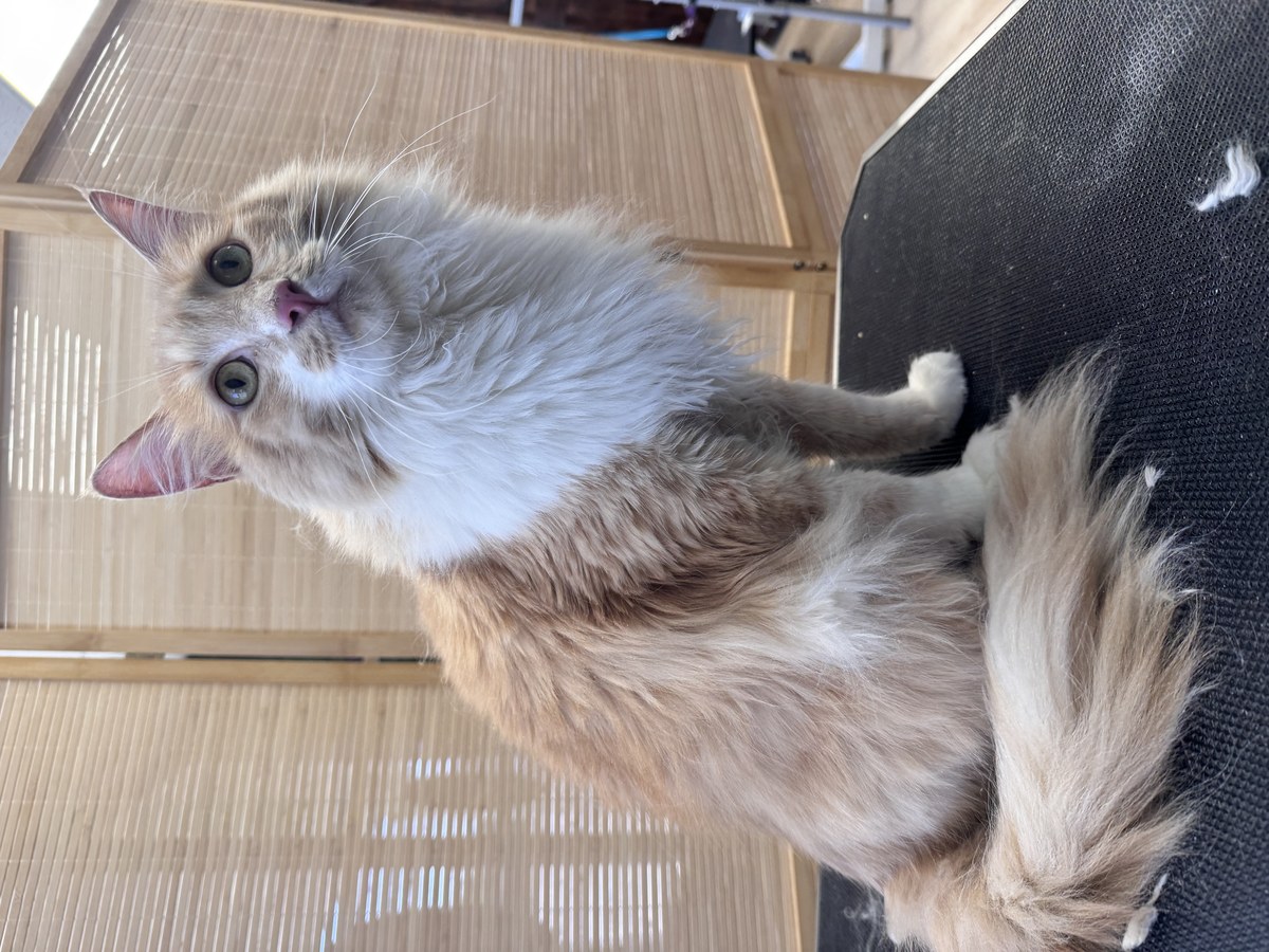 Cat groom at Bark & Purr