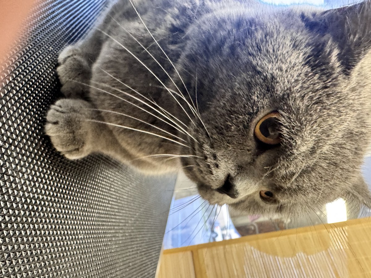 Cat groom at Bark & Purr