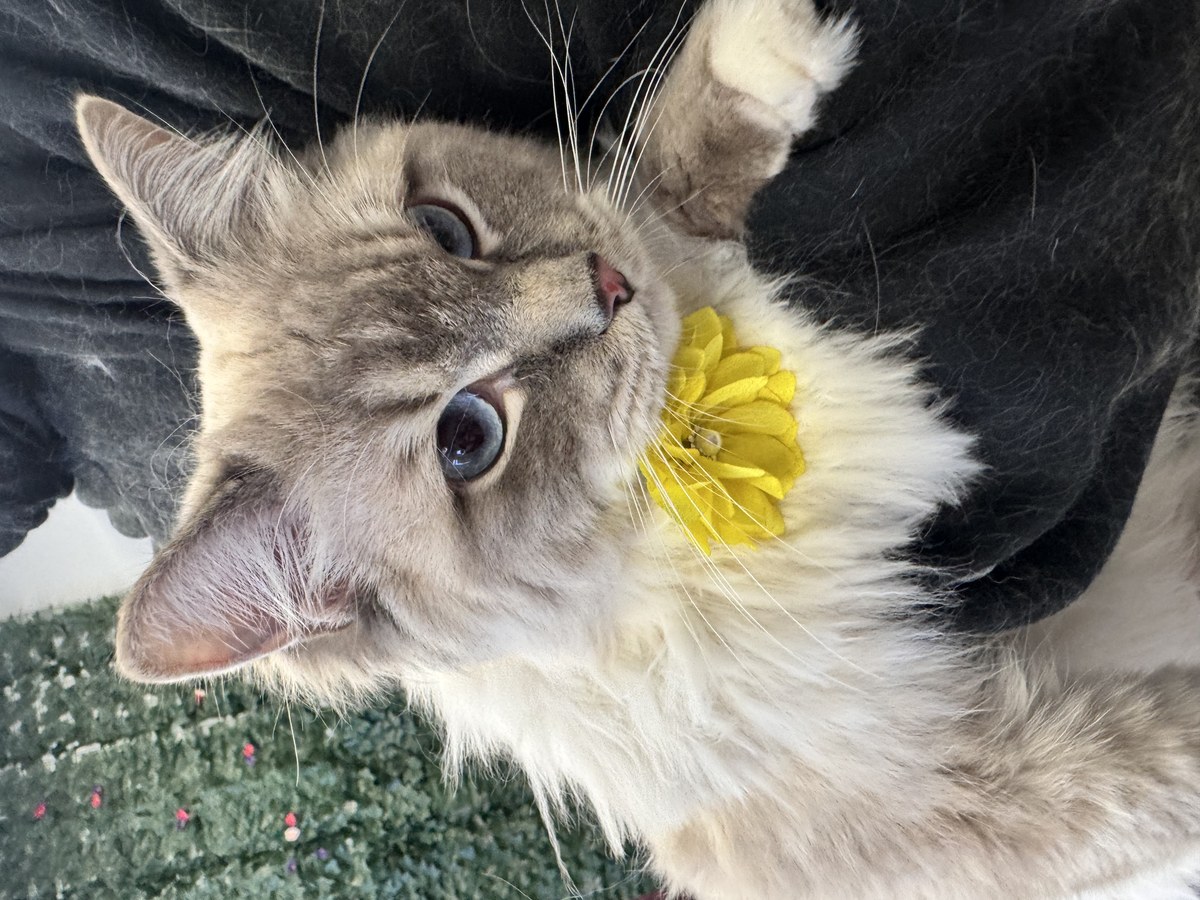 Cat groom at Bark & Purr