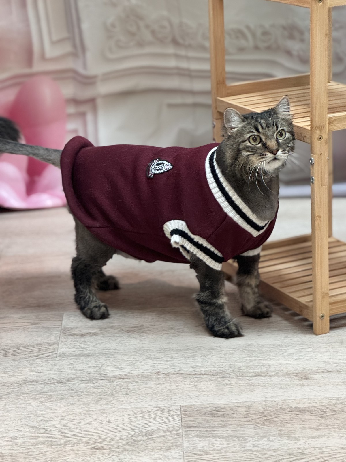 Cat groom at Bark & Purr