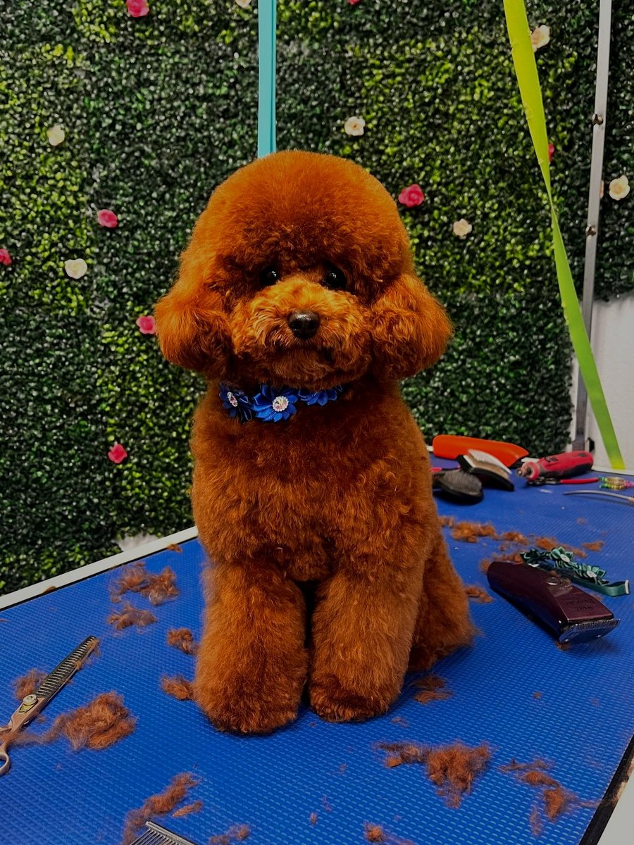 Toy poodle groom by Des