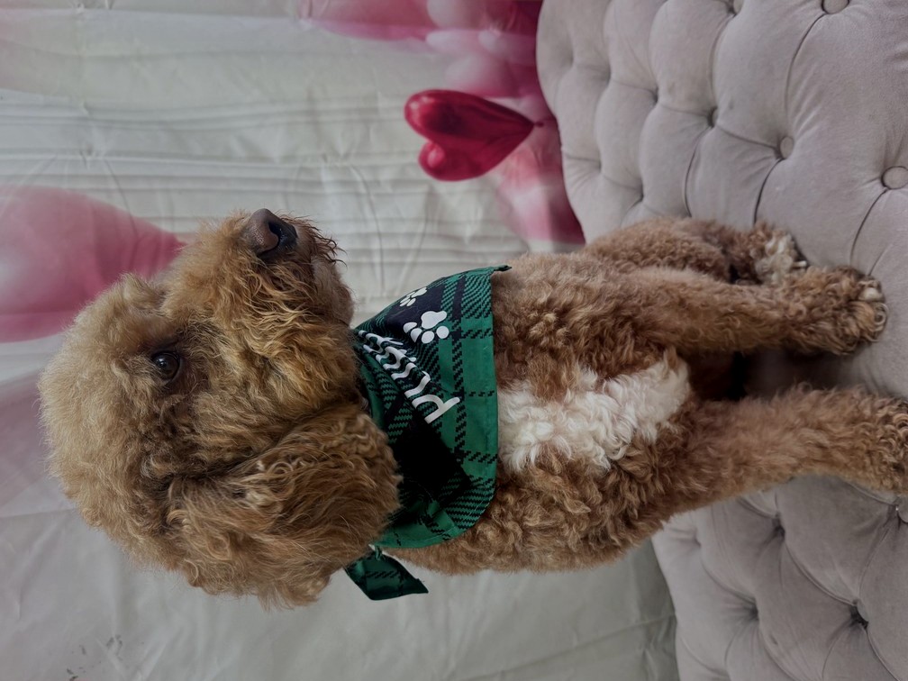 Apricot poodle groom by Des