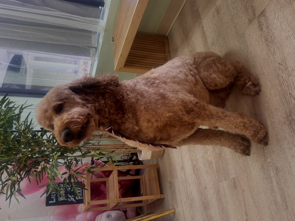 Large poodle groom by Des