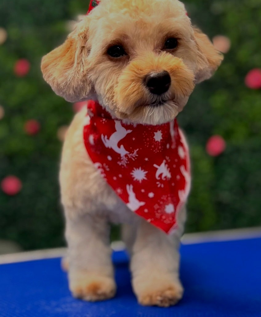 Maltipoo groom by Des