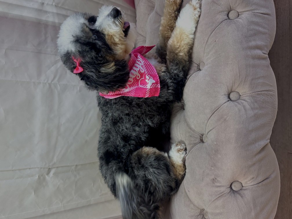 Bernedoodle groom by Des