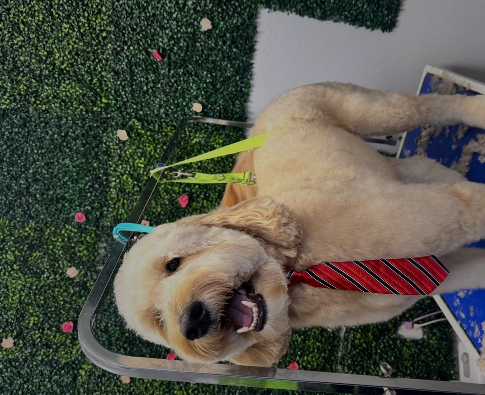 Cream doodle groom by Des