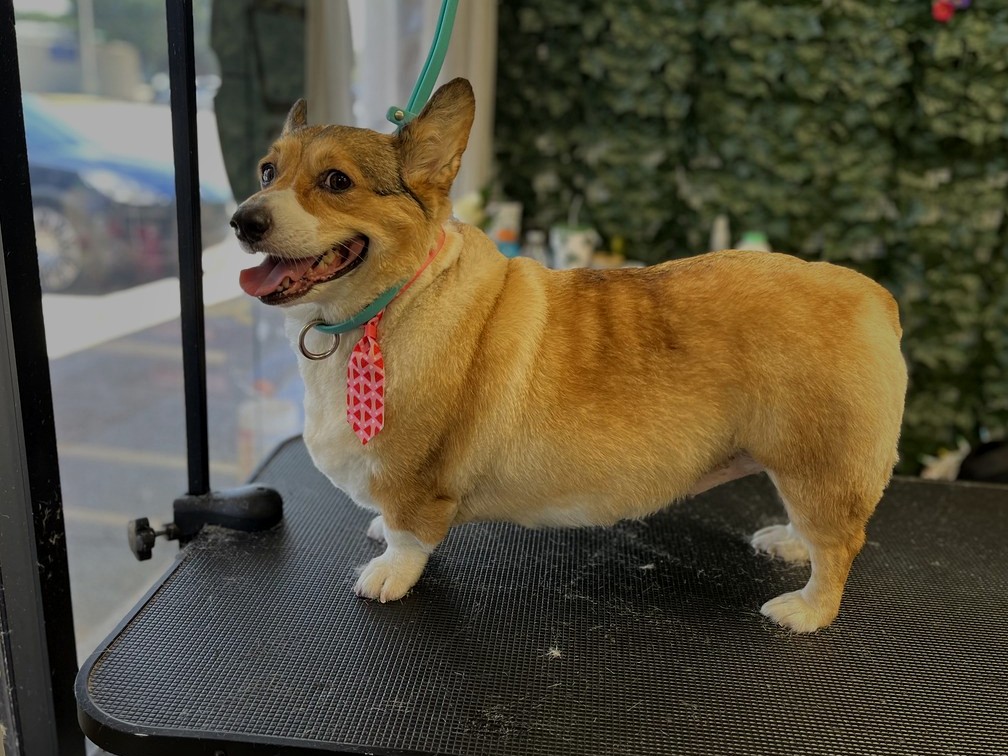 Corgi groom by Julia