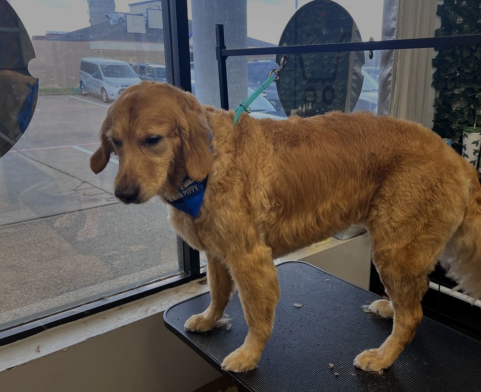 Golden Retriever groom by Julia